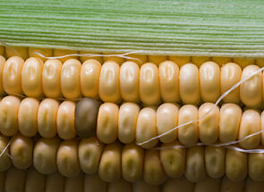 Close-up of Corn