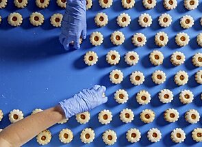 Two gloved hands placing tea cookies on a blue conveyor.